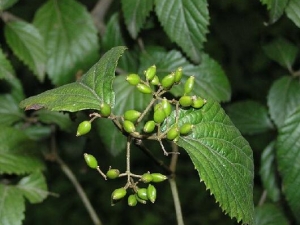 ţ��ľ�Ĺ�Ч������ ţ��ľ���÷�����