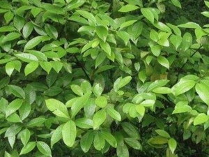 ��ҶӣҶ�Ĺ�Ч������ ��ҶӣҶ���÷�����