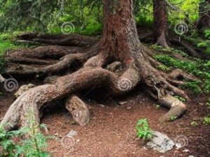 ���ɸ��Ĺ�Ч������ ���ɸ����÷�����