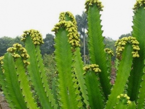 ����{�Ĺ�Ч������ ����{���÷�����