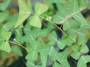 ����ݵĹ�Ч������ �������������Ѫ��