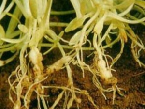 �׻��˸��Ĺ�Ч������ �׻��˸������ܲ���