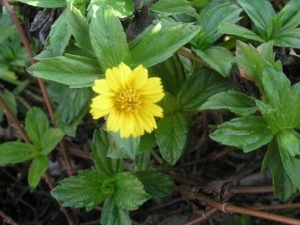 ����ݵĹ�Ч������ ��������ζ���ҧ����