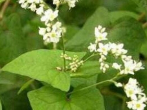 ��������Ĺ�Ч������ ��������ĸ���