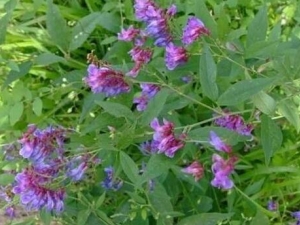 ��ͷ�˵�Ӫ����ֵ ��ͷ�˵�ʳ�÷���