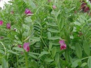 ţ����Ĺ�Ч������ ţ�����������˳�Ѫ��