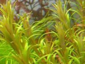 ��Ҷ��ݵĹ�Ч������ ��Ҷ��ݵĸ�������