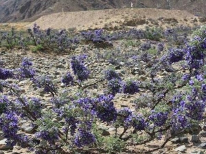 ɰ�����Ĺ�Ч������ ɰ�����ĸ�������