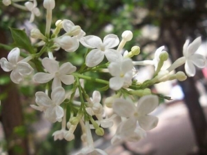 �ٻ�����Ĺ�Ч������ �ٻ�������÷�����