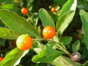 ��˿ź�Ĺ�Ч������ ��˿ź��ע������