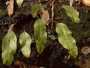 �������ާ�Ĺ�Ч������ �������ާ�ĸ�������