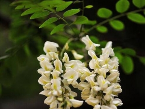 �̻����Ĺ�Ч������ �̻������÷�����