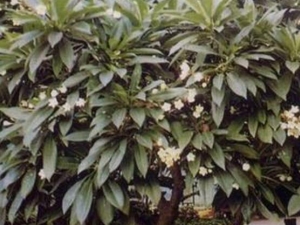 ����¹���ٵĹ�Ч������ ����¹���ٵĸ�������