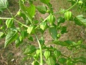 �����ӵĹ�Ч������ �����ӵ��ٴ�Ӧ��