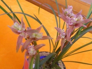 ����Ѽͷ���Ĺ�Ч������ ����Ѽͷ�����αվ���