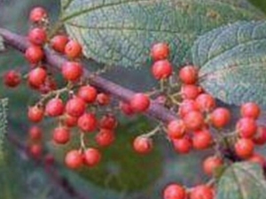 ���ͷ�Ĺ�Ч������ ���ͷ�ܳ���