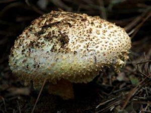 ���б����Ĺ�Ч������ ���б�������������