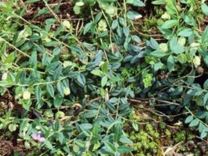 ���ӽ�Ĺ�Ч������ ���ӽ���ٴ�Ӧ��