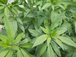 ����ݵĹ�Ч������ ������������Ŀ��