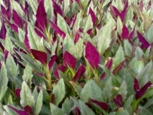 �ϱ�����ݸ��Ĺ�Ч������ �ϱ�����ݸ����÷�����