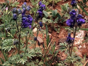 ¶����ͷ�Ĺ�Ч������ ¶����ͷ�ĸ���