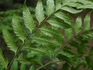 ��Ҷ��ާ�Ĺ�Ч������ ��Ҷ��ާ��ҩ������