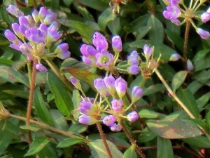 ޤ�ӲݵĹ�Ч������ Ұ��ޤ�Ӳݳ��˻��ж���