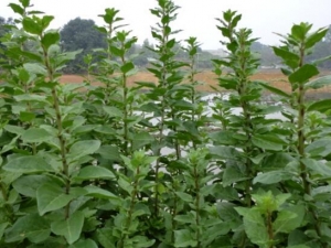 ���Ҷ�Ĺ�Ч������ ���Ҷ�ĸ���