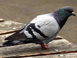 ���ӵ�Ӫ����ֵ ���ӵ�ʳ�÷���