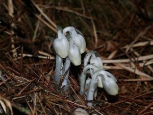 ���׼�ˮ�����Ĺ�Ч������ ���׼�ˮ�������÷�����