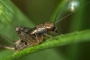 蟋蟀的功效与作用 蟋蟀的药理作用