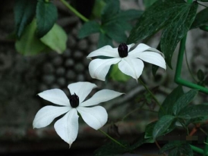 �������ɵĹ�Ч������ �������ɵļ���