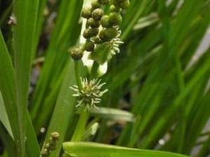 ������Ĺ�Ч������ ������ĸ���