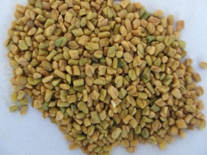 ��«�͵Ĺ�Ч������ ��«�͵�ҩ������