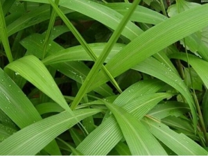 ����Ҷ�Ĺ�Ч������ ����Ҷ���÷�����