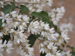 ��������Ĺ�Ч������ ��������ļ���