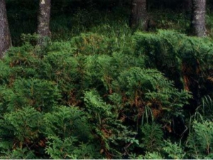 �����°صĹ�Ч������ �����°ص������ֲ�