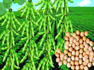 ���ƵĹ�Ч������ ���Ƶĸ�������