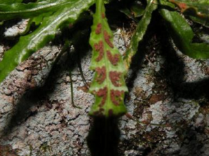 �л���ާ_�л���ާ�Ĺ�Ч|��������