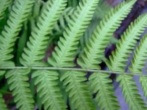 �л�ˮ����_�л�ˮ���ǵĹ�Ч|�÷�����