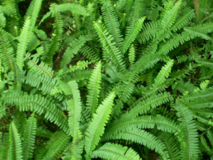 �л�ʯ�_�л�ʯ骵Ĺ�Ч|�÷�