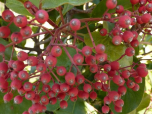 лʯ骹_лʯ骹ĹЧ|÷