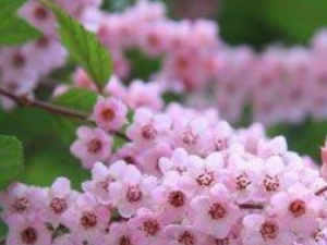 �л�����÷_�л�����÷�Ĺ�Ч|�÷�