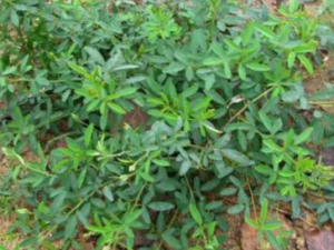 �л���֦��_�л���֦�ӵĹ�Ч|��������