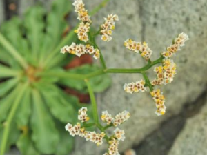 �л���Ѫ��_�л���Ѫ�ݵĹ�Ч|�÷�