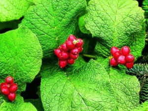 �л�����ˑ_�л�����ˑ�Ĺ�Ч|�÷�