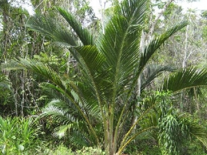 ɯľ��Ĺ�Ч������ ɯľ����÷�����