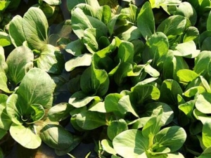 ���Ͳ˵�Ӫ����ֵ ���Ͳ˵�ʳ�÷���