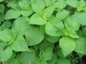 �������͵Ĺ�Ч������ �������͵��÷�����