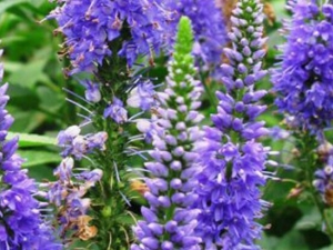 �������ɵĹ�Ч������ �������ɵĸ�������